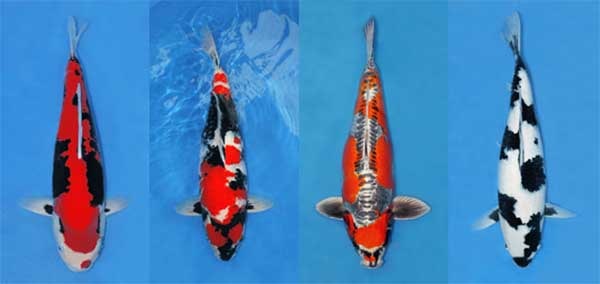 Phân biệt cá koi Nhật và cá koi Việt