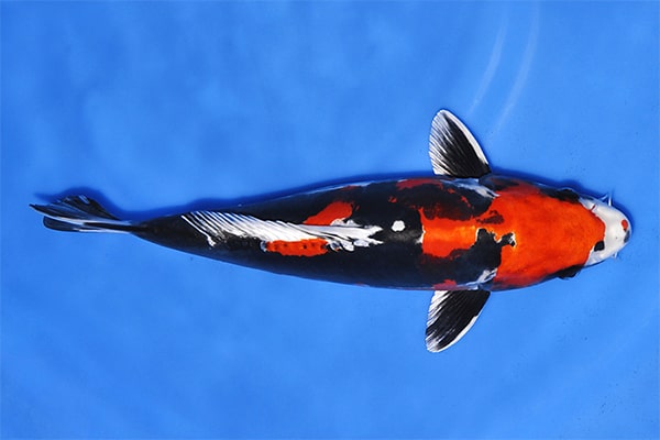 Cá Koi Kikokuryu