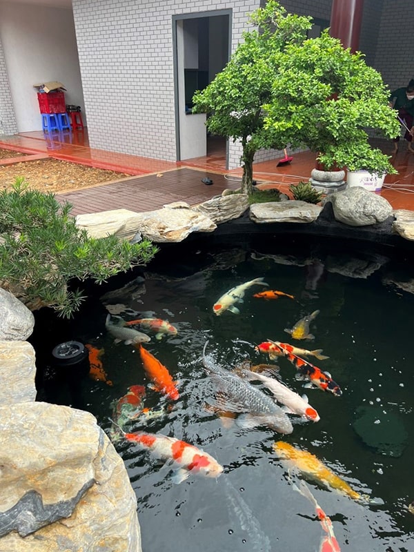 Thi công hồ cá koi Tiền Giang 2